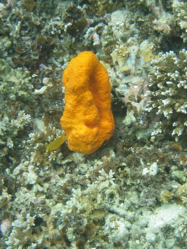 IMG_1682.JPG - Kayaking with Jake from Sam's