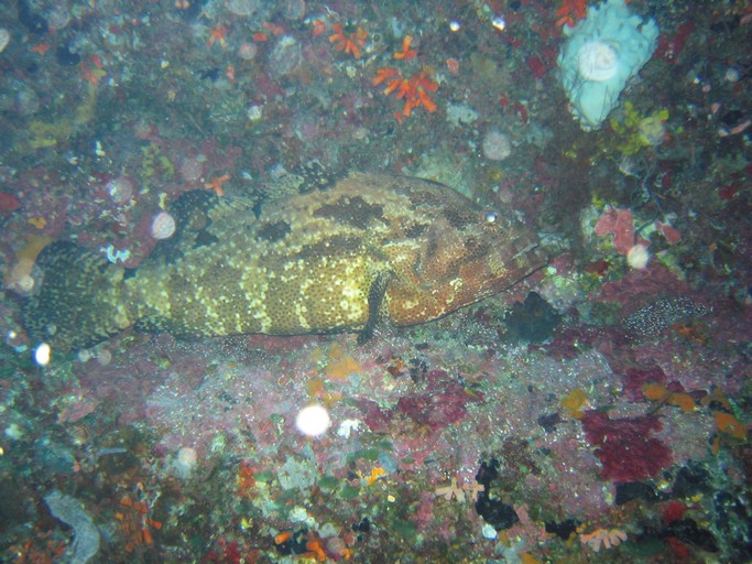 IMG_1709.JPG - "Big Drop-off", Palau