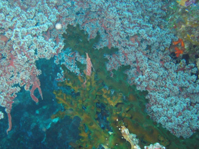 IMG_1713.JPG - "Big Drop-off", Palau