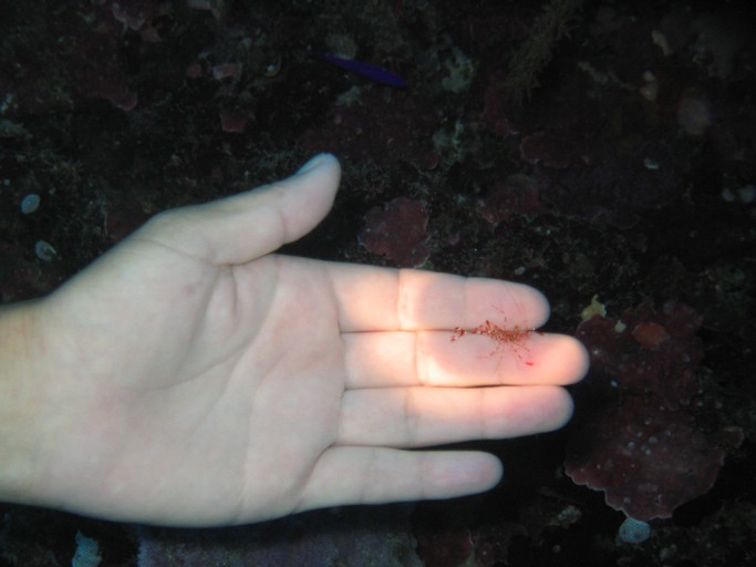 IMG_1716.JPG - "Big Drop-off", Palau