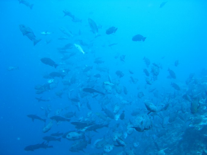 IMG_1725.JPG - "Blue Corner", Palau