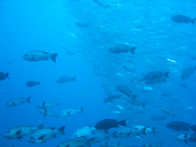 IMG_1727.JPG - "Blue Corner", Palau