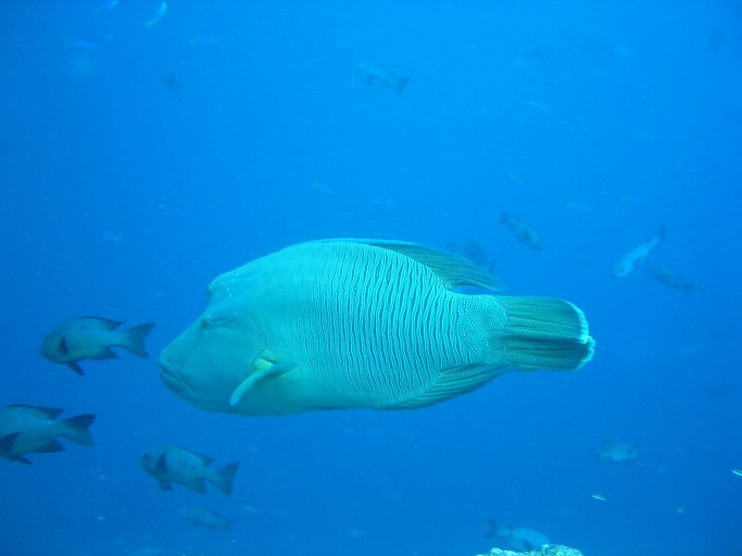 IMG_1728.JPG - "Blue Corner", Palau