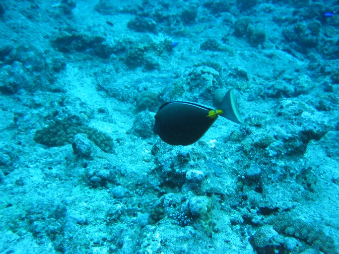 IMG_1734.JPG - "Blue Corner", Palau