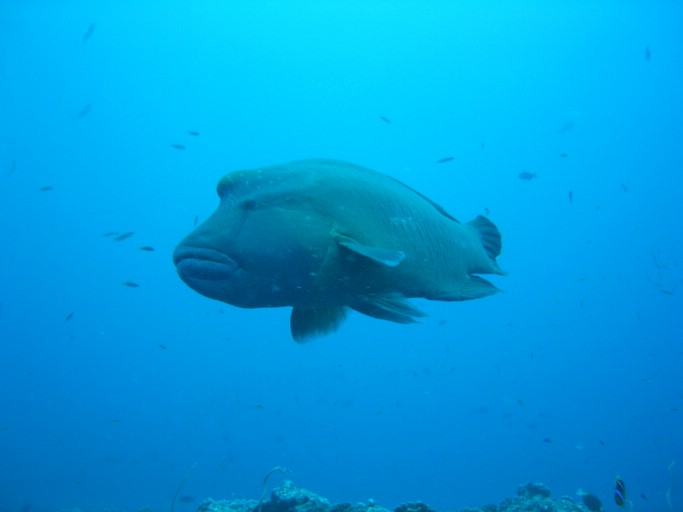 IMG_1736.JPG - "Blue Corner", Palau