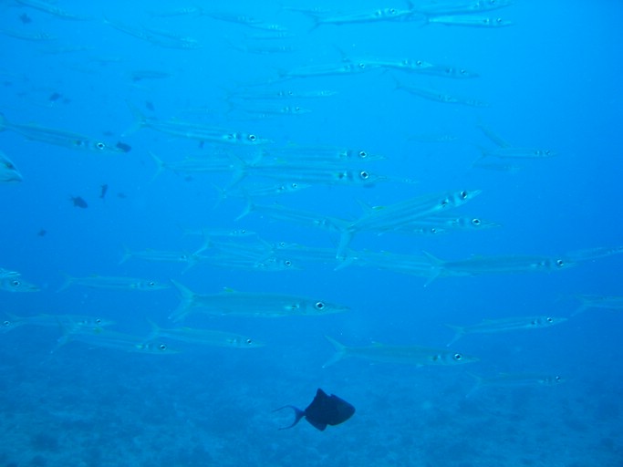 IMG_1740.JPG - "Blue Corner", Palau