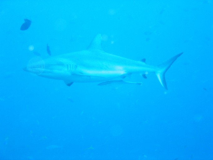 IMG_1746.JPG - "Blue Corner", Palau