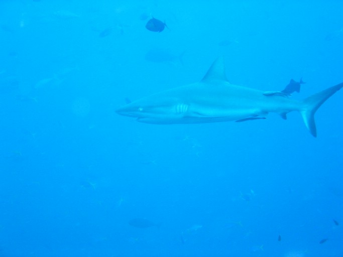 IMG_1747.JPG - "Blue Corner", Palau