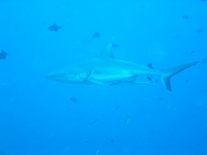 IMG_1748.JPG - "Blue Corner", Palau