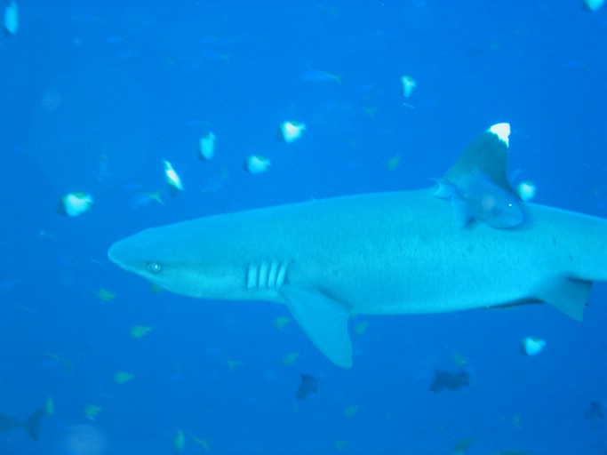 IMG_1749.JPG - "Blue Corner", Palau