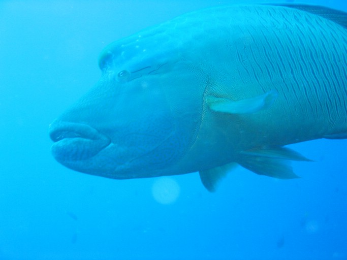 IMG_1754.JPG - "Blue Corner", Palau