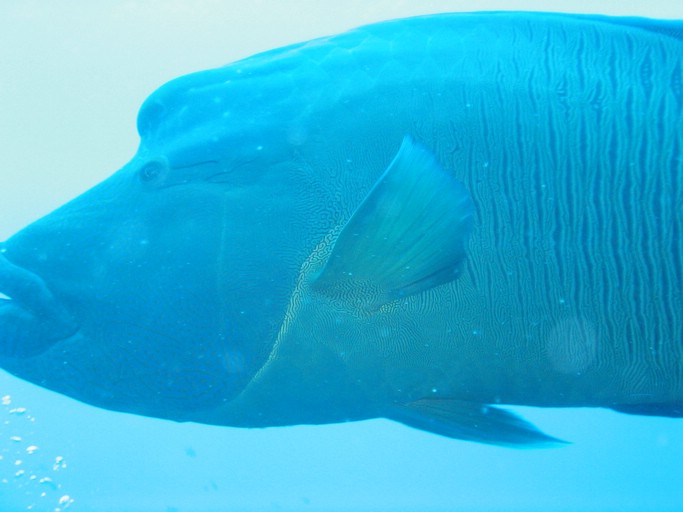 IMG_1755.JPG - "Blue Corner", Palau