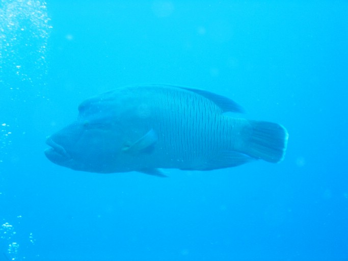 IMG_1757.JPG - "Blue Corner", Palau