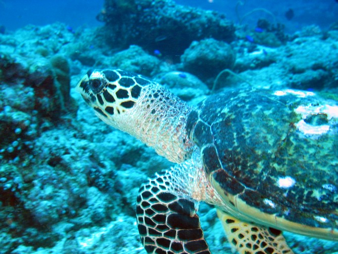 IMG_1763_edited.JPG - "Blue Corner", Palau