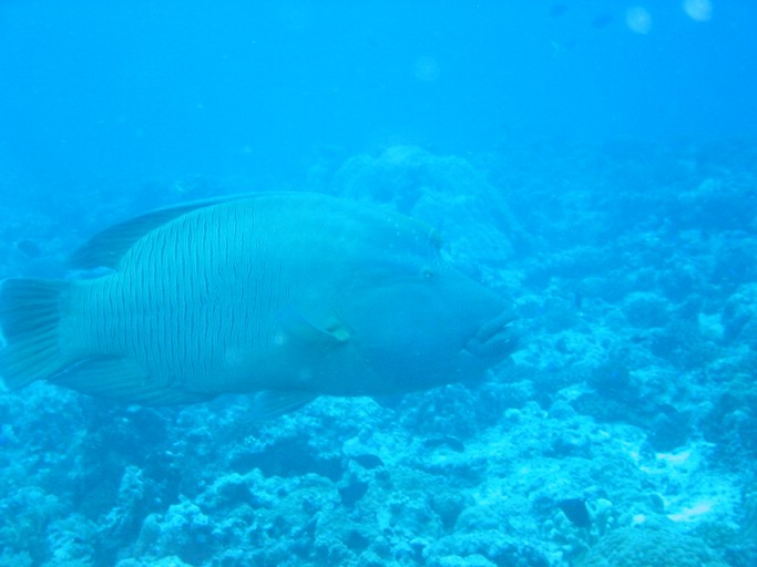 IMG_1765.JPG - "Blue Corner", Palau