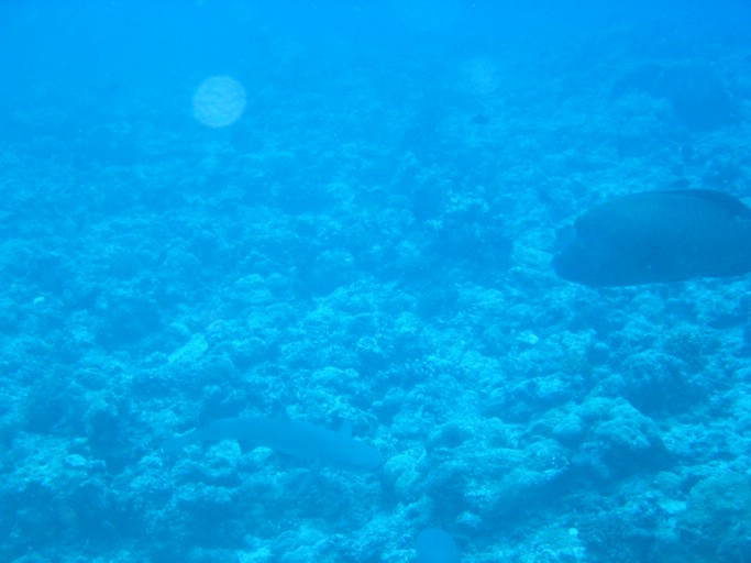 IMG_1766.JPG - "Blue Corner", Palau