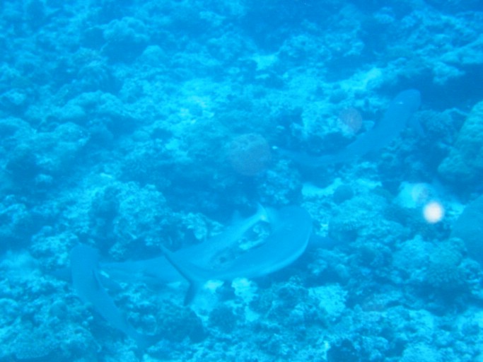 IMG_1767.JPG - "Blue Corner", Palau