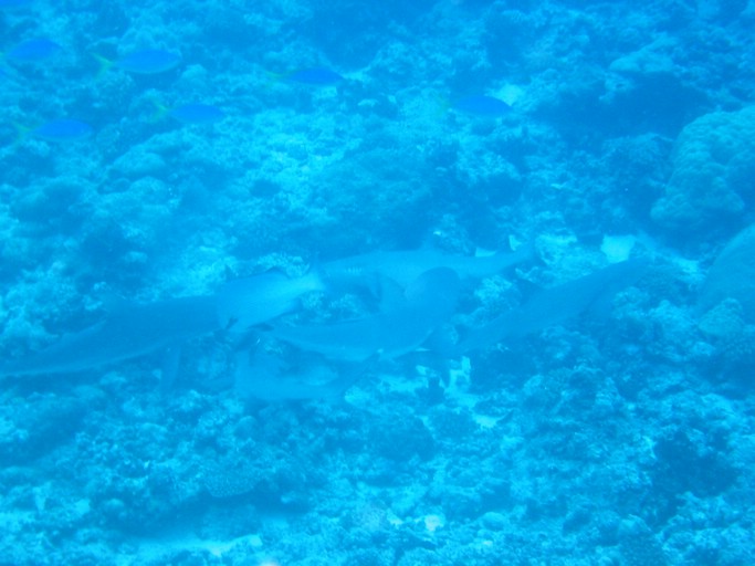 IMG_1768.JPG - "Blue Corner", Palau