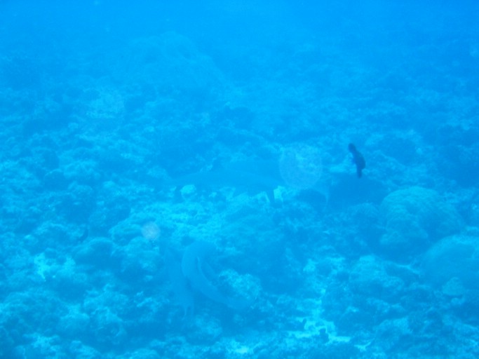 IMG_1769.JPG - "Blue Corner", Palau