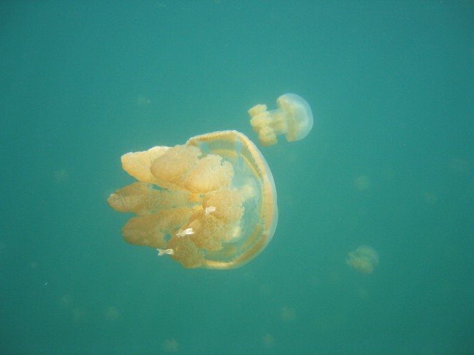 IMG_1797.JPG - Jellyfish Lake, Palau