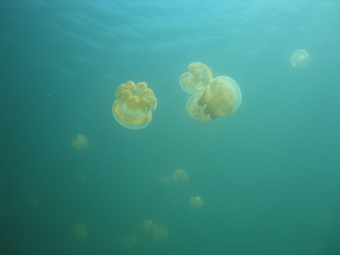IMG_1802.JPG - Jellyfish Lake, Palau