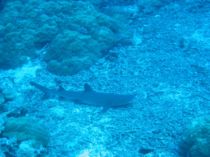 IMG_1837.JPG - "Ulong Drop", Palau