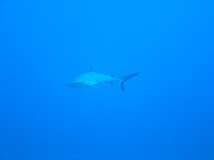 IMG_1840.JPG - "Ulong Drop", Palau