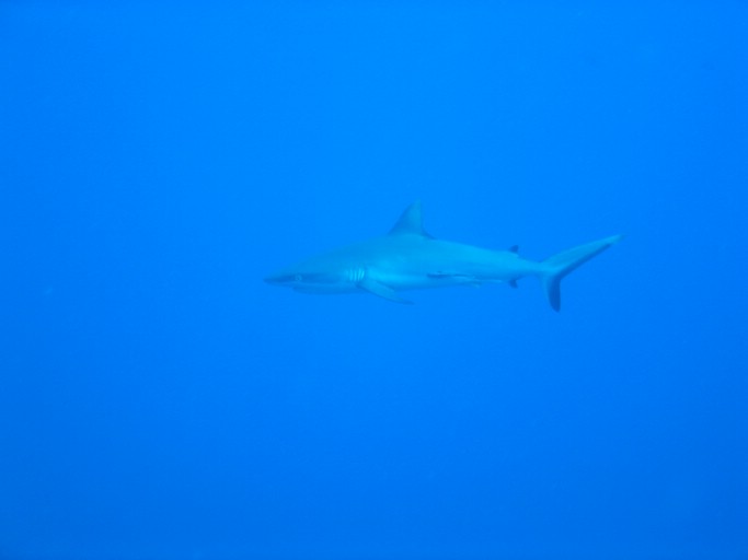 IMG_1841.JPG - "Ulong Drop", Palau