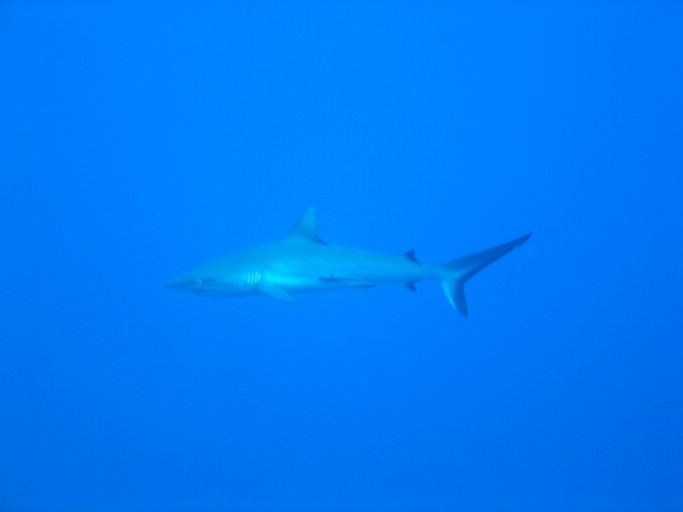 IMG_1842.JPG - "Ulong Drop", Palau