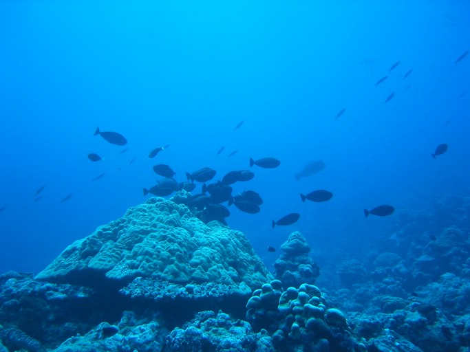 IMG_1844.JPG - "Ulong Drop", Palau