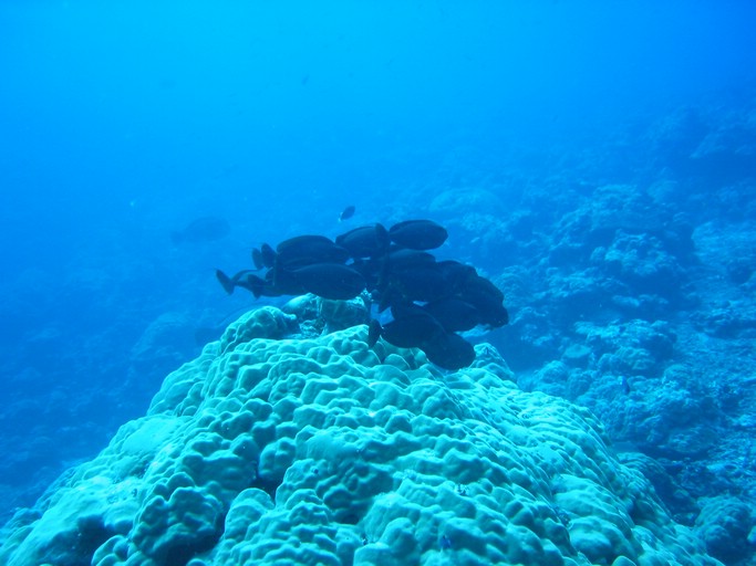 IMG_1845.JPG - "Ulong Drop", Palau