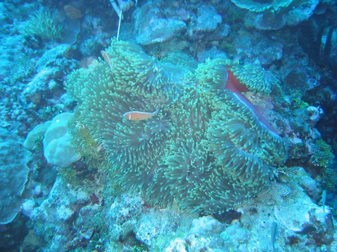 IMG_1846.JPG - "Ulong Drop", Palau