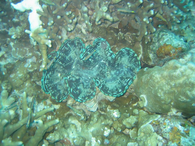 IMG_1852.JPG - "Saint Cardinal" (near Koror), Palau