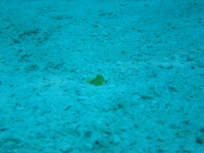 IMG_1854.JPG - "Saint Cardinal" (near Koror), Palau