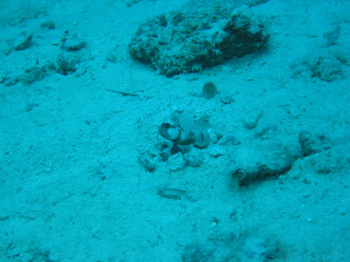 IMG_1856.JPG - "Saint Cardinal" (near Koror), Palau