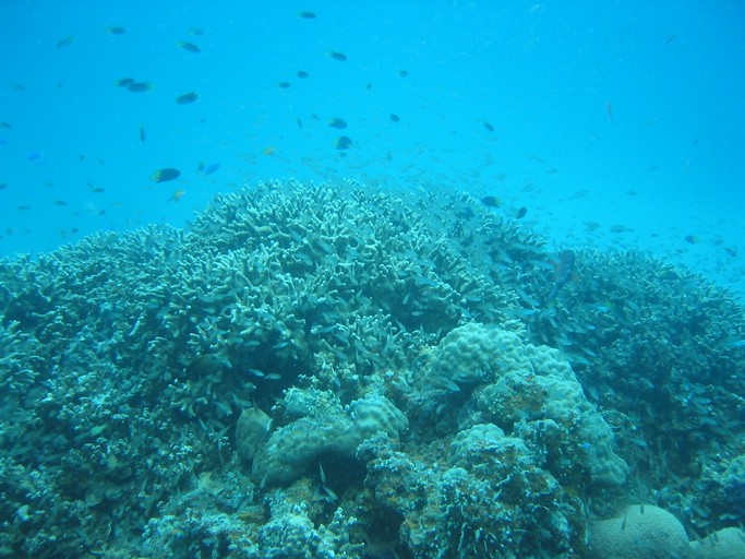 IMG_1859.JPG - "Saint Cardinal" (near Koror), Palau