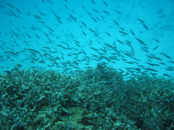 IMG_1860.JPG - "Saint Cardinal" (near Koror), Palau