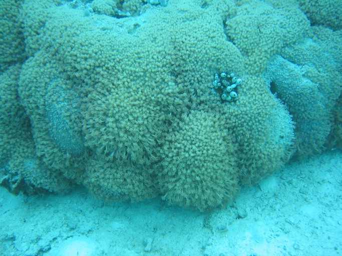 IMG_1861.JPG - "Saint Cardinal" (near Koror), Palau