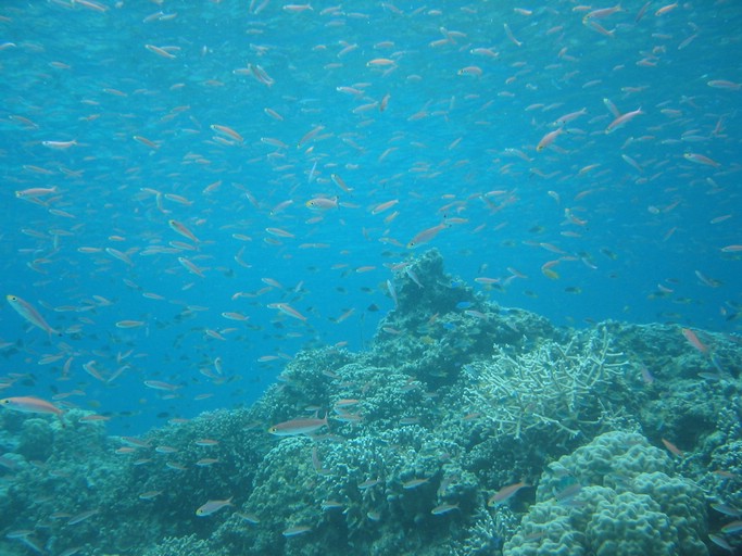 IMG_1863.JPG - "Saint Cardinal" (near Koror), Palau