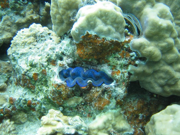 IMG_1864.JPG - "Saint Cardinal" (near Koror), Palau