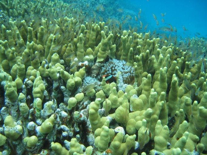 IMG_1865.JPG - "Saint Cardinal" (near Koror), Palau