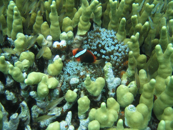 IMG_1866.JPG - "Saint Cardinal" (near Koror), Palau