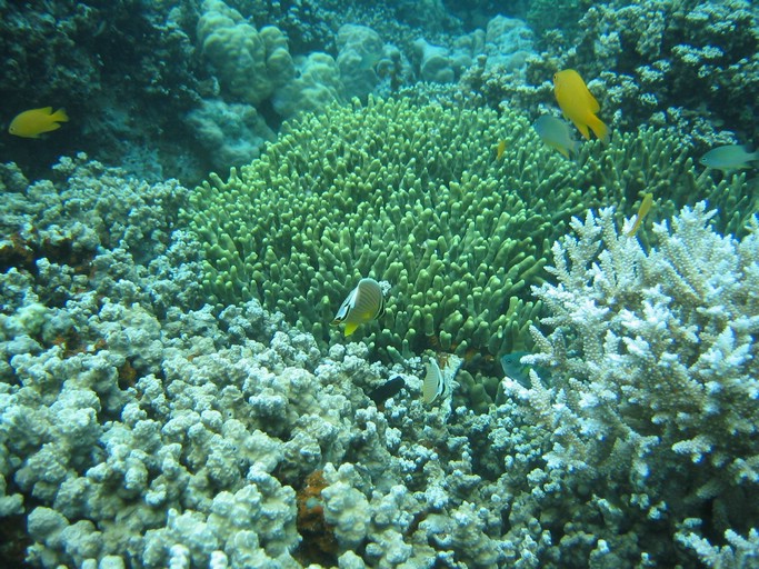 IMG_1869.JPG - "Saint Cardinal" (near Koror), Palau