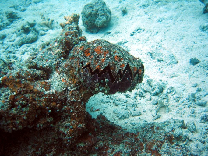 IMG_1870_edited.JPG - "Saint Cardinal" (near Koror), Palau