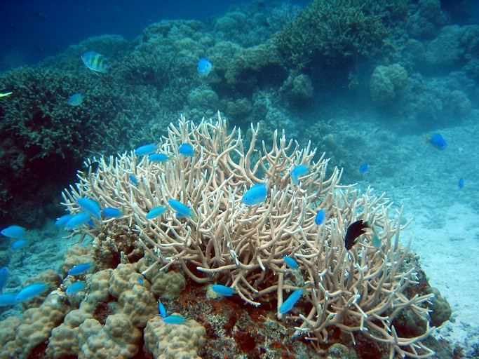IMG_1873_edited.JPG - "Saint Cardinal" (near Koror), Palau
