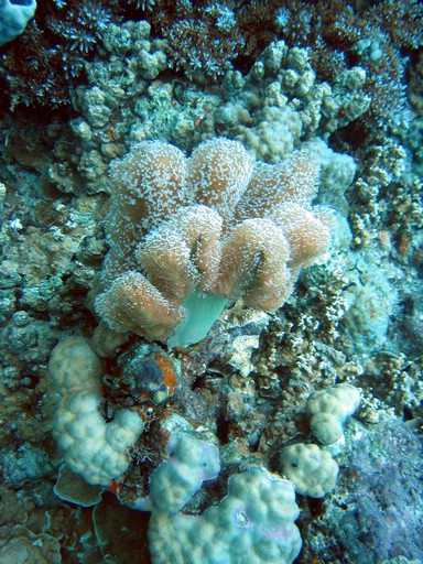 IMG_1875_edited.JPG - "Saint Cardinal" (near Koror), Palau