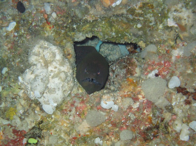 IMG_1940.JPG - "Blue Holes", Palau