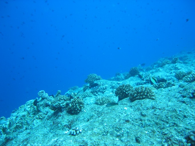 IMG_1954.JPG - "Blue Corner", Palau