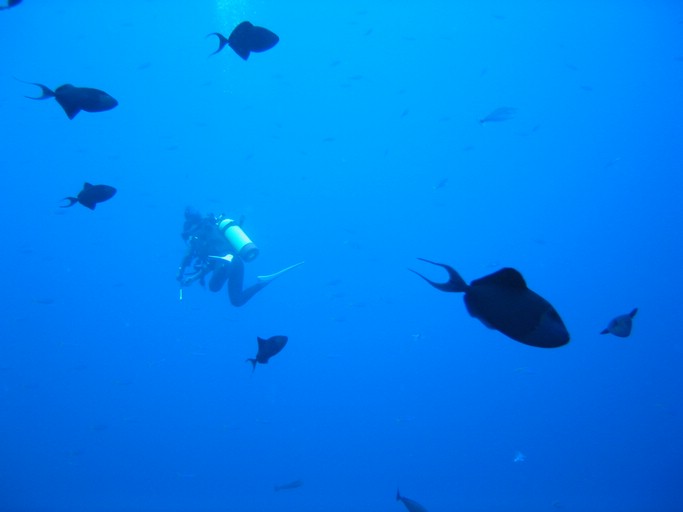 IMG_1956.JPG - "Blue Corner", Palau