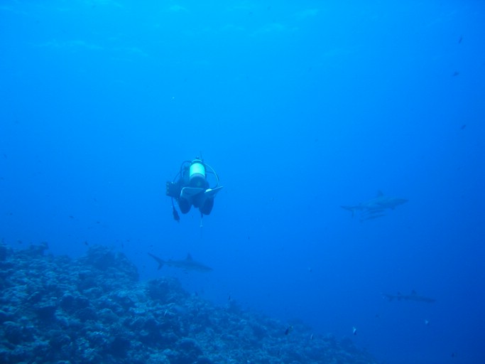 IMG_1961.JPG - "Blue Corner", Palau